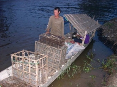 Cận cảnh chợ chuột Campuchia béo mầm tại miền Tây