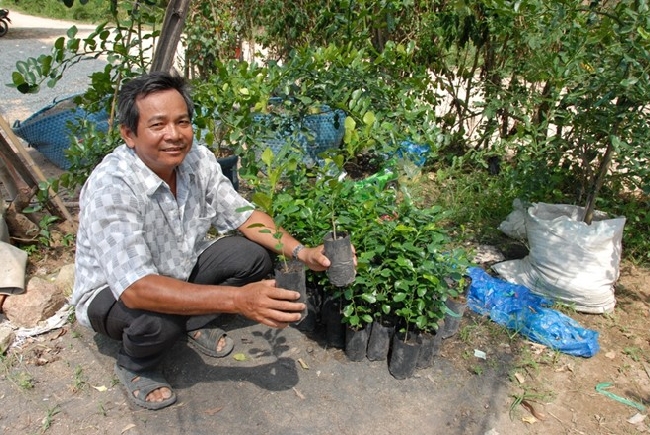 Ông Nguyễn Văn Hải ở vùng Bảy Núi mỗi năm ươm giống bán ra hàng ngàn cây, với giá từ 15.000 – 30.000đ/cây.