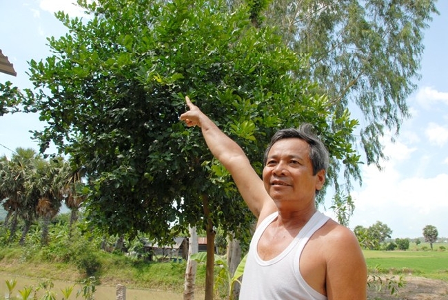 Cùng họ với chanh nhưng chúc lại có vỏ xù xì, vị chua dùng để lấy nước, đặc biệt có mùi thơm giữ rất lâu. Tiếng Khmer gọi là Kôt–sôt, một loài cây đặc hữu của các huyện miền núi.