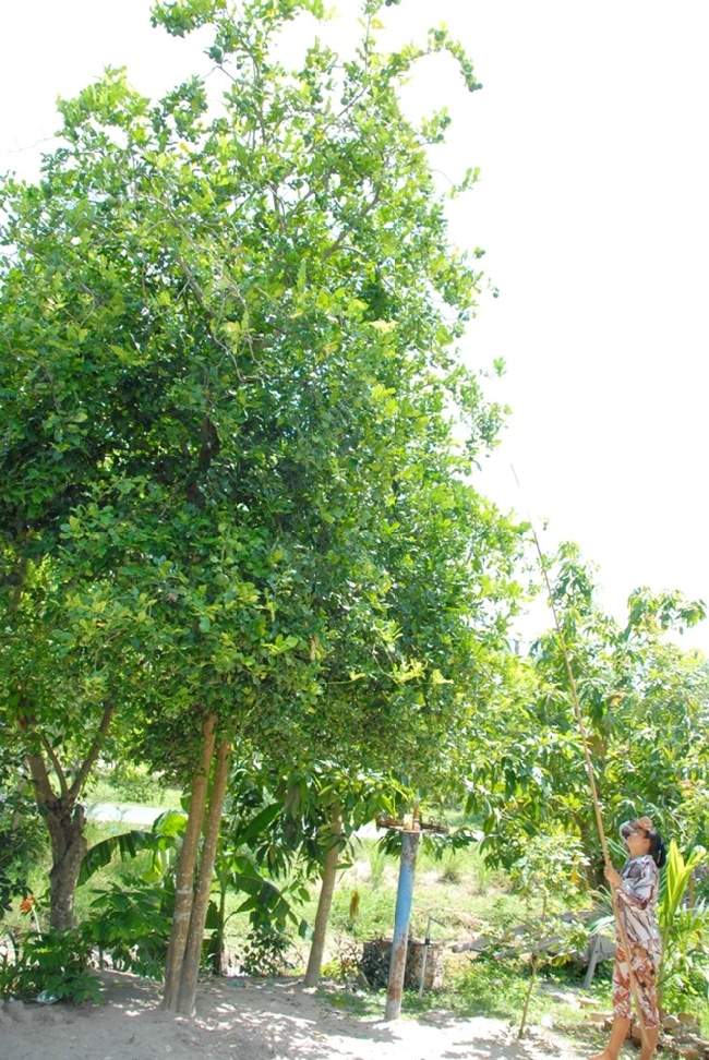 Chị Lê Thị Lụa, ở ấp Chân Cô, xã An Cư, huyện Tịnh Biên, chủ vườn chúc 15 năm tuổi, cho biết, cứ vào mùa mưa cây bắt đầu ra hoa và cho trái rất sai. Bình quân mỗi cây chị thu 40 kg trái, tương đương gần 3 triệu đồng.