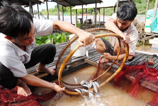 Hiện nay ở An Giang phong trào nuôi cá heo nước ở trong lòng bè đang được nhiều người dân nhân rộng, nhiều nhất ở huyện An Phú nơi giáp với biên giới Campuchia. Năm 2010, tại đây chỉ có vài hộ nuôi cá heo trong bè, nay đã có hơn 50 hộ.