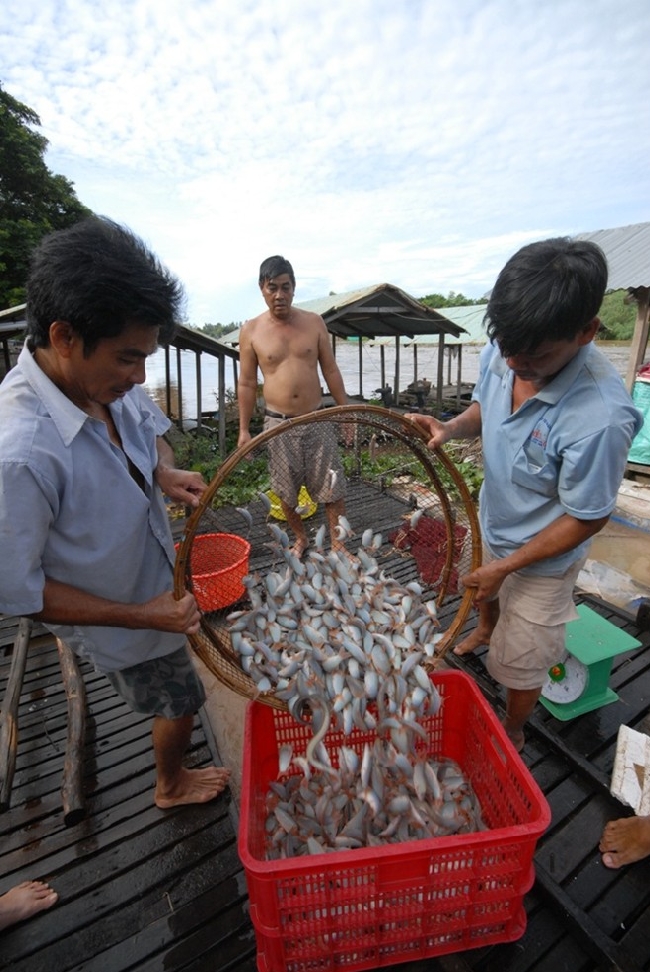 Bình quân, một hộ nuôi từ 5 - 6 bè (mỗi bè rộng 3 m dài 5 m, nuôi khoảng 1.500 con).