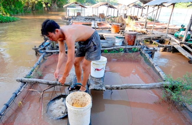 Theo anh Linh, thông thường nuôi cá heo trong bè 2,6 x 3,6 m, có thể sản xuất trên 600 kg cá thương phẩm sau 10 tháng thả nuôi.