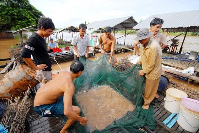 Lồng bè nuôi cá heo phải được bao bằng 2 lớp lưới: lưới chì bên ngoài và lưới Thái loại mắt nhỏ bên trong mới bảo đảm an toàn, không sợ bị thất thoát.