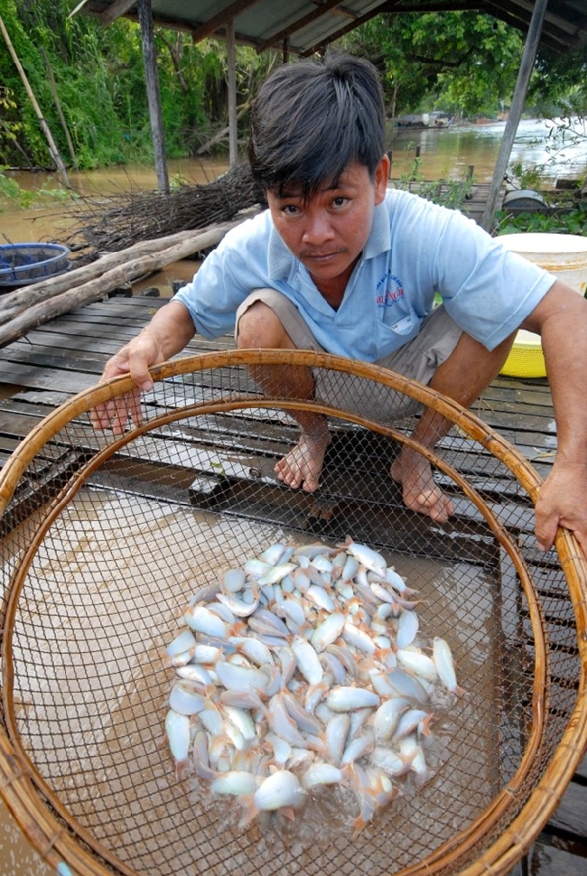 Thức ăn chính của cá heo là cám trộn với cá sống (cá biển hoặc cá sông) xay nhuyễn. Nếu có hèm rượu trộn thêm 30%, cá sẽ tăng trọng rất nhanh.