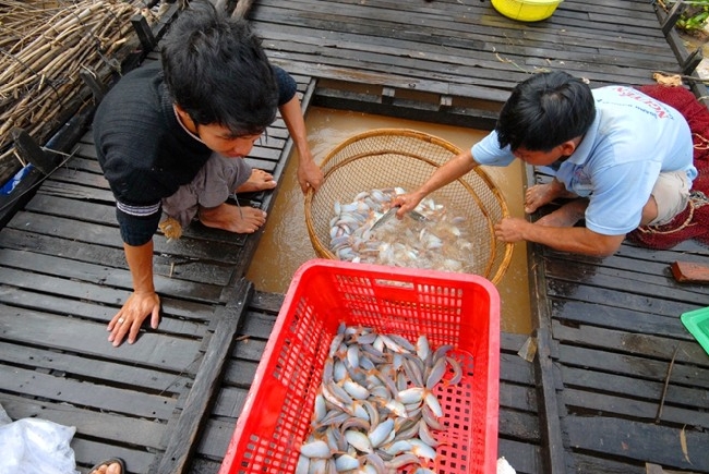 Một ngày cho ăn 2 lần vào buổi sáng sớm và buổi chiều lúc mặt trời lặng.