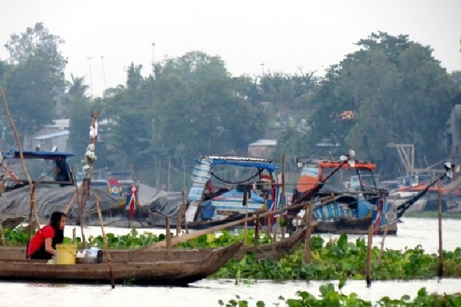 Nhiều ghe chài từ Campuchia về đậu trên sông Hậu chờ sang đường qua võ lãi.