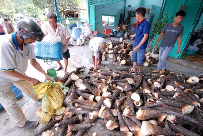 Măng được tập kết dưới chân núi và chuyển đi các nơi tiêu thụ. Tại khu vực dưới chân núi xã An Hảo, hiện có gần 10 vựa lớn nhỏ thu mua. Chị Nguyễn Thị Thảo, chủ vựa thu mua ở chân Núi Cấm cho biết, mỗi ngày chị thu mua từ 30 đến 50 tấn măng.