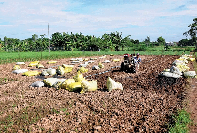 Cày đất chuẩn bị trồng hoa bán Tết