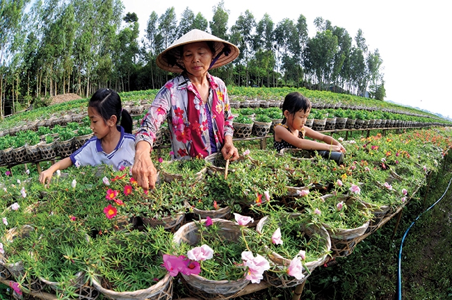 Những bông hoa tươi tốt đầu mùa, với nhiều chủng loại cung cấp thị trường trong và ngoài tỉnh