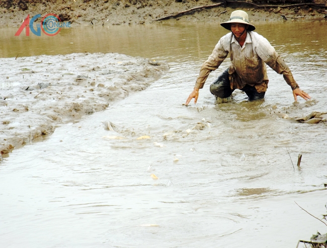 Đuổi cá vào lưới