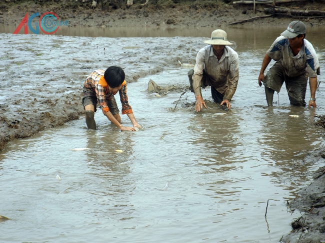 Bắt cá ngoài đồng