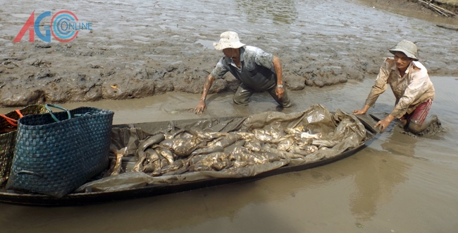 Dùng xuồng chở cá