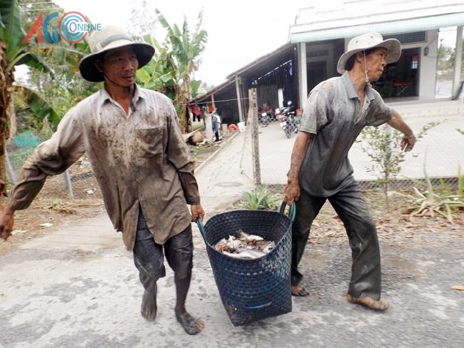 Khiêng cá lên bờ