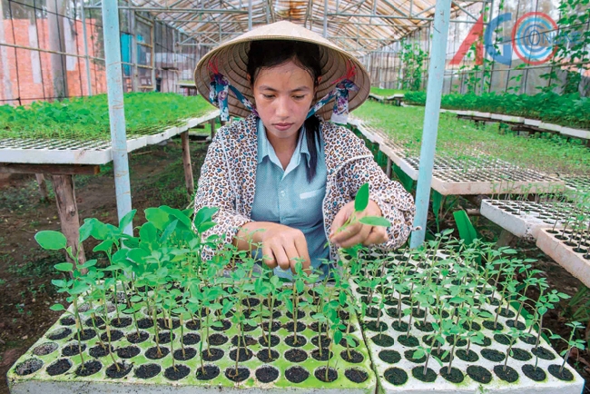 Phụ nữ tham gia nghiên cứu, lai tạo giống mới