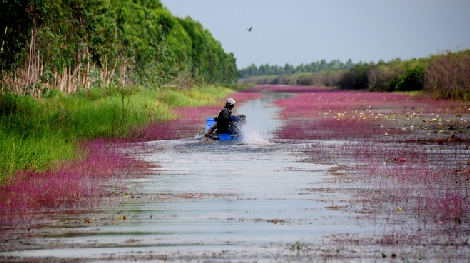 Hoa nhĩ cán nhuộm tím dòng kênh Đồng Tháp