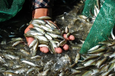 Chợ cá đồng mùa lũ ở đồng bằng sông Cửu Long