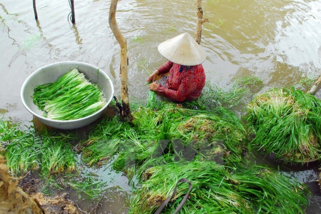 Hiện nay, trên những cánh đồng thuộc địa bàn huyện Mộc Hóa, tỉnh Long An người dân đang bước vào mùa thu hoạch hẹ nước. (Ảnh: Mạnh Linh/TTXVN)