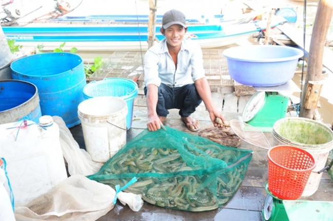 Nhờ tập trung được lượng lớn nên so với nhiều chợ khác thì giá cá, tôm, cua đồng ở chợ Phú Hội khá… “mềm”, thu hút được thương lái từ nhiều địa bàn khác đến đây mua bán.