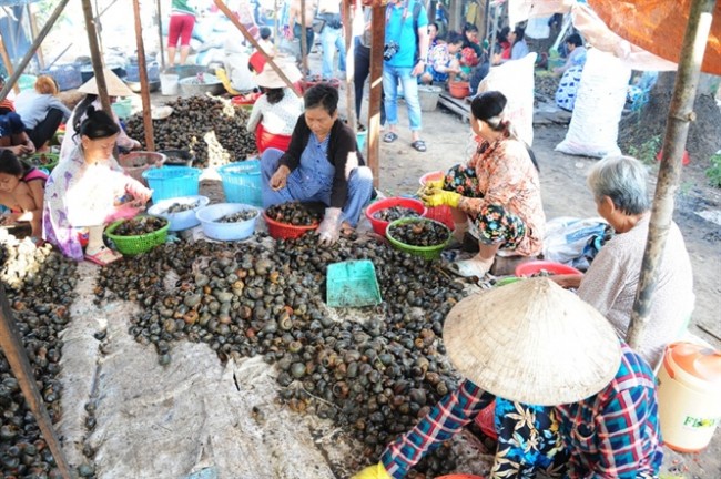 Còn Bà Lê Thị Tám, chủ cơ sở thu mua ốc bươu vàng của dân Campuchia mang qua bán tại xã Phú Hội cho biết: Bình quân một ngày thu mua gần 20 tấn ốc, chủ yếu thuê người lễ ruột ốc đem đi bán cho các hộ nuôi cá làm thức ăn.