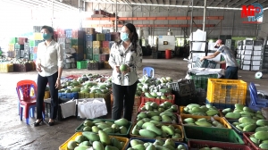 Bí thư Tỉnh ủy Võ Thị Ánh Xuân khảo sát tình hình sản xuất và tiêu thụ nông sản huyện Chợ Mới