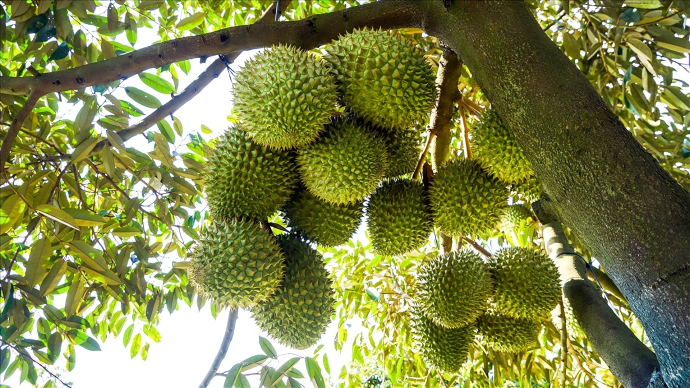 Ngẩn ngơ vườn sầu riêng trĩu quả ở Chợ Mới - Báo An Giang Media
