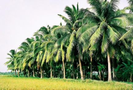 Cây dừa quê hương