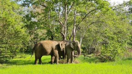 Đắk Lắk - Vùng đất huyền thoại của voi