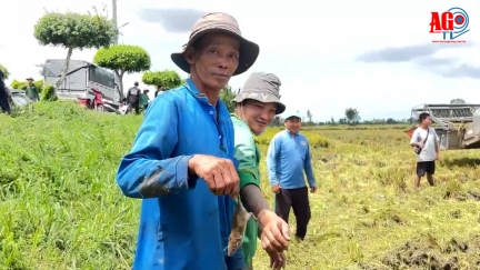 Mùa “săn” chuột đồng