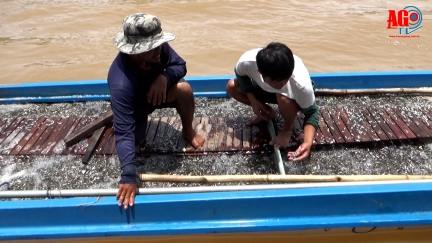 Buôn cá linh đầu nguồn