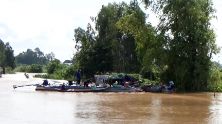 Nhộn nhịp thu mua cá đồng