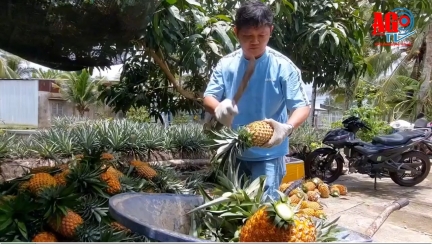 Bánh khóm Mỹ Đào vươn xa nhờ thương mại điện tử