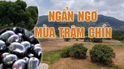 Ngẩn ngơ mùa trâm chín