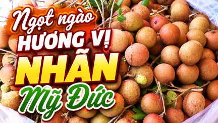 Ngọt ngào hương vị nhãn Mỹ Đức.mp4