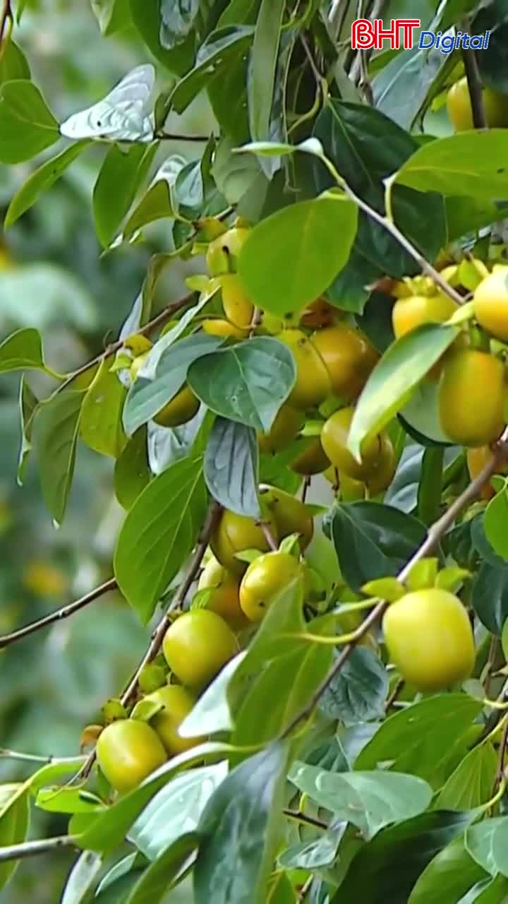 Cây hồng Yên Du cổ thụ có gì đặc biệt?