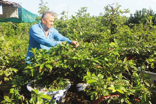 Cây mai Tân Châu chuẩn bị đón Tết