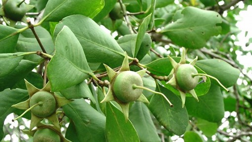 Người biến trái bần, từ của bỏ đi thành đặc sản của người miền Tây