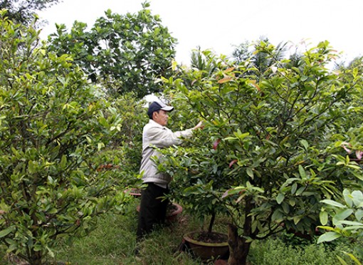 Chờ mùa hoa tết