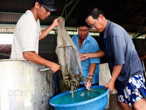 Làm giàu ở nông thôn: Nuôi con trơn như lươn bán giống, có tiền tỷ