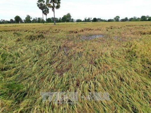 Thiên tai bất lợi làm sập ngã hơn 6.000 ha lúa tại Bạc Liêu