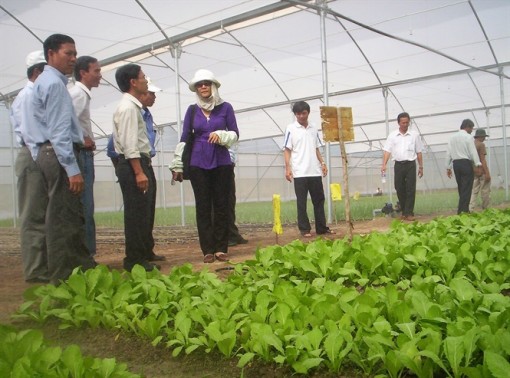 Ra đảo ngọc Phú Quốc trồng rau công nghệ cao Israel