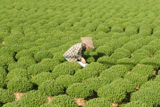 Làng hoa kiểng miền Tây lo vụ tết