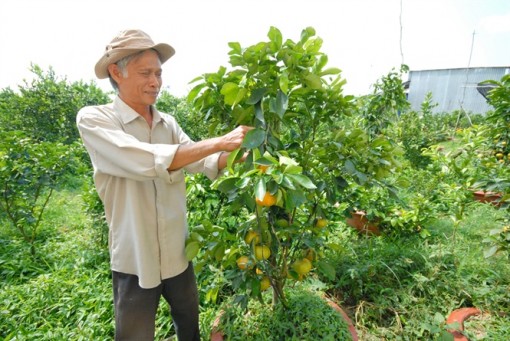Trái cây độc lạ dịp tết sẽ khan hàng