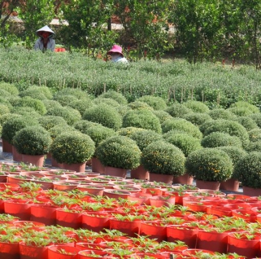 Tất bật "làm đẹp" cho hoa tết