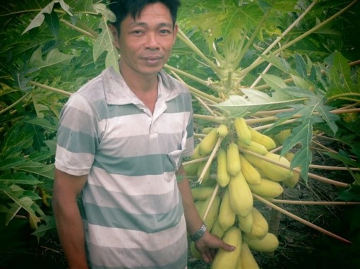 Đu đủ vàng đón tết