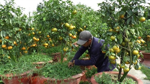 Quýt hồng Lai Vung trên chậu chơi tết khan hiếm