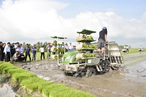 Cánh đồng lớn áp dụng cơ giới hóa đồng bộ