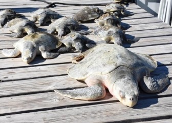 3.000 rùa biển 'lăn quay' bất tỉnh vì giá rét kỷ lục ở Mỹ