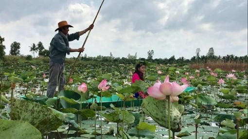 Đồng bằng sông Cửu Long: Doanh thu từ du lịch đạt gần 11.315 tỷ đồng