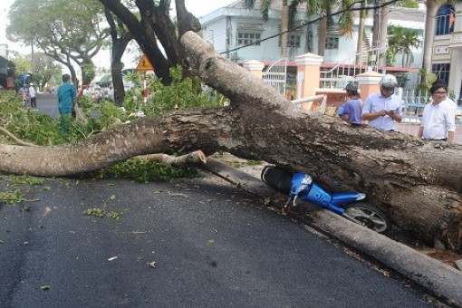 Cây bã đậu gần 100 năm tuổi ngã đổ xuống đường